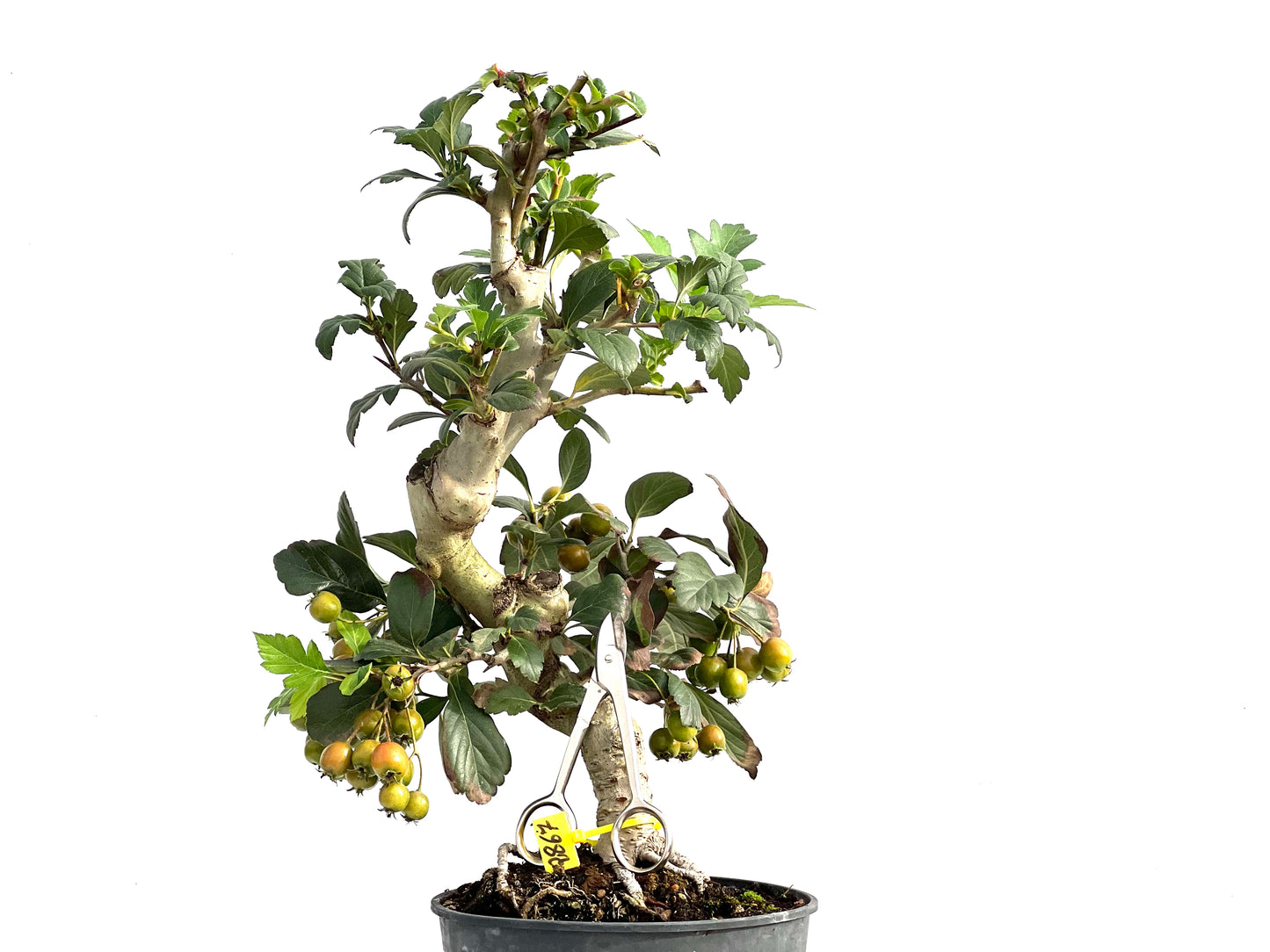 Crataegus 2867