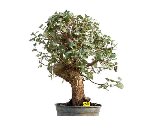 Quercus Suber 2924