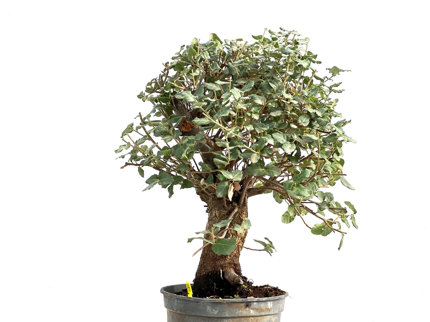Quercus Suber 2924