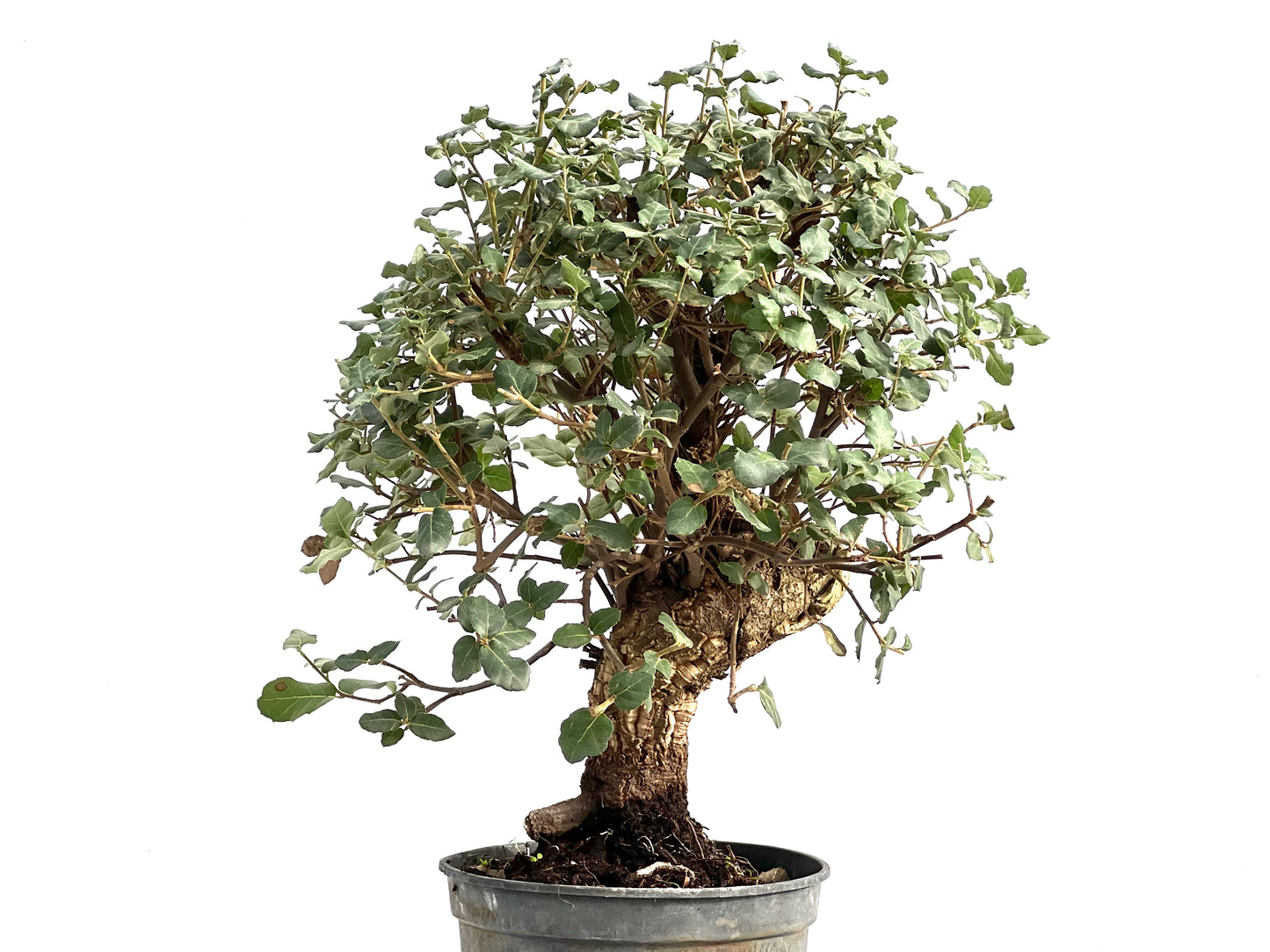 Quercus Suber 2924