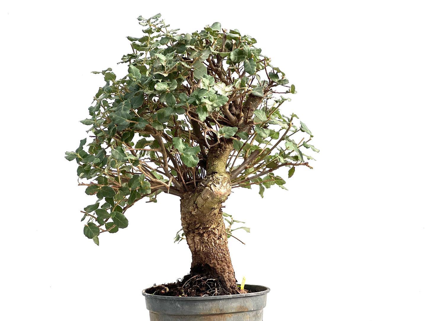 Quercus Suber 2924