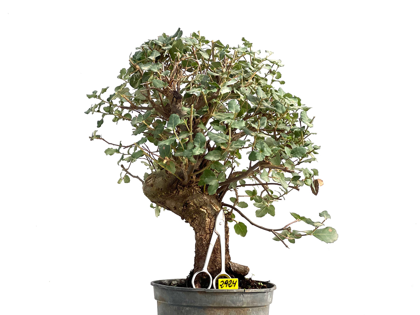 Quercus Suber 2924