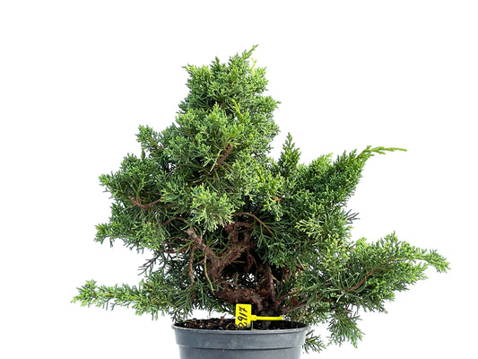 Juniperus Chinensis Kyushu 2917
