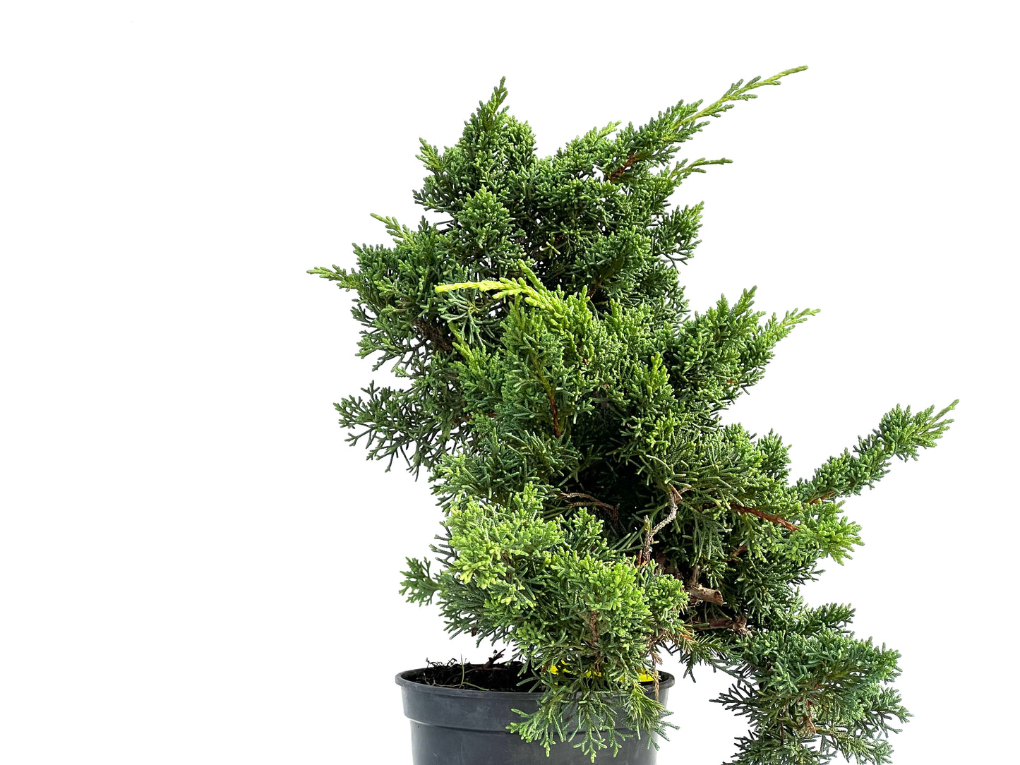Juniperus Chinensis Kyushu 2917