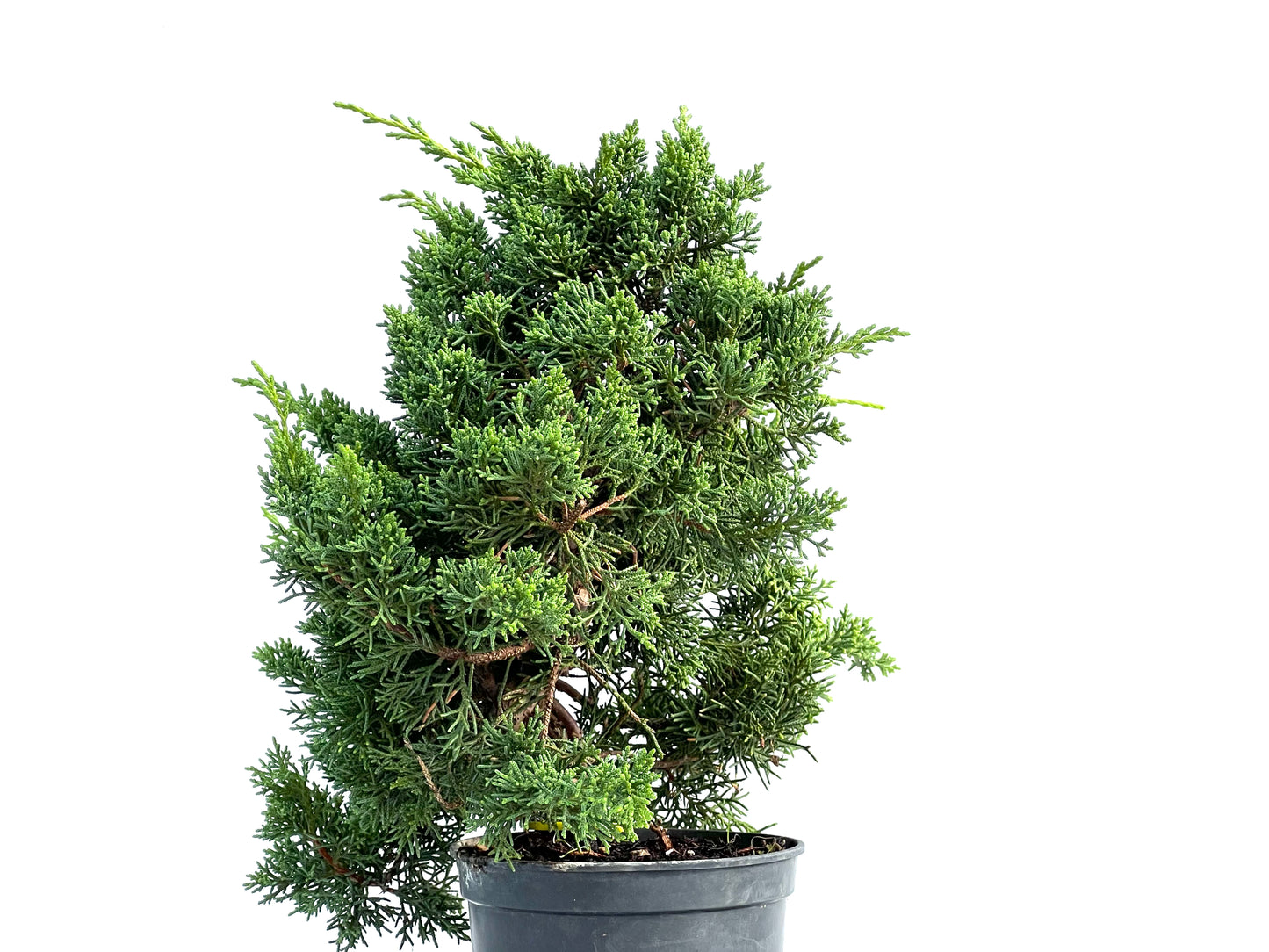 Juniperus Chinensis Kyushu 2917