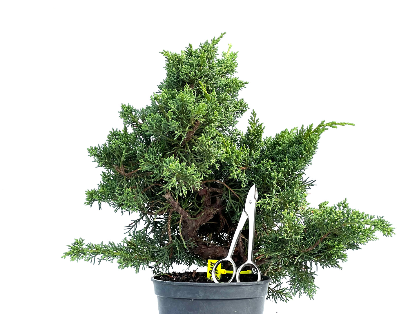 Juniperus Chinensis Kyushu 2917