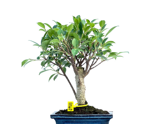 Ficus Tiger Bark 2933
