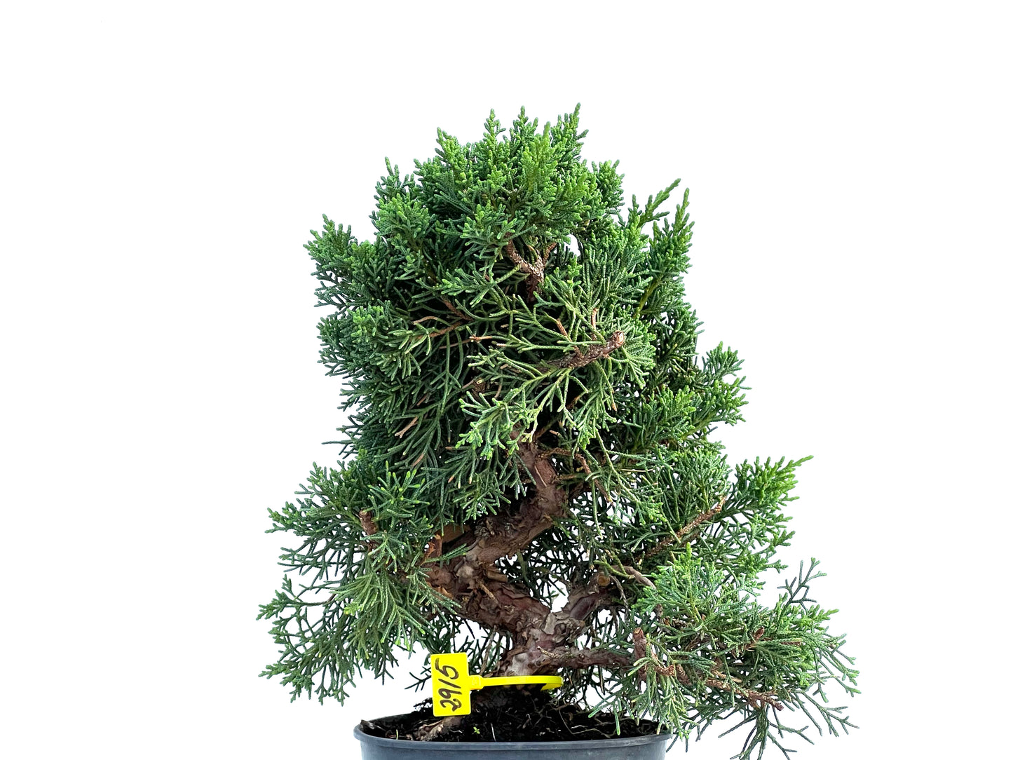 Juniperus Chinensis Kyushu 2915