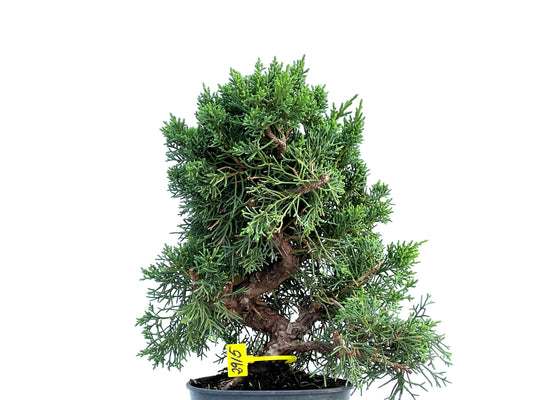 Juniperus Chinensis Kyushu 2915