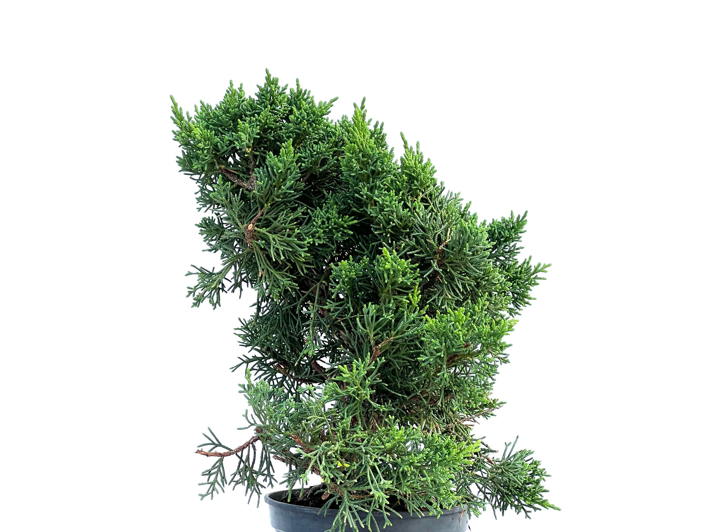 Juniperus Chinensis Kyushu 2915