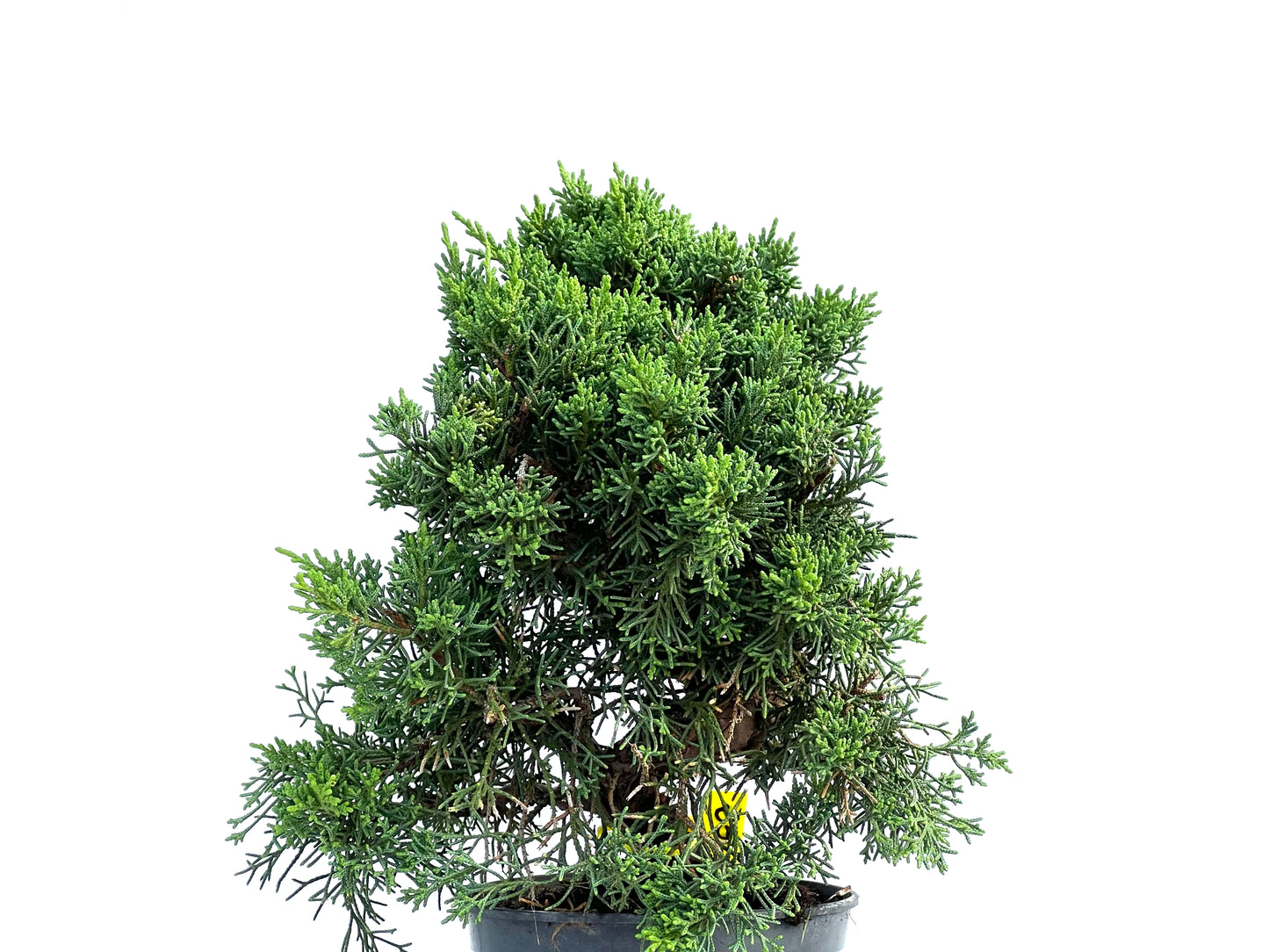 Juniperus Chinensis Kyushu 2915