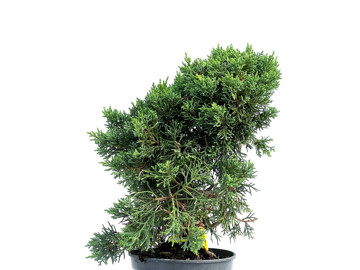 Juniperus Chinensis Kyushu 2915