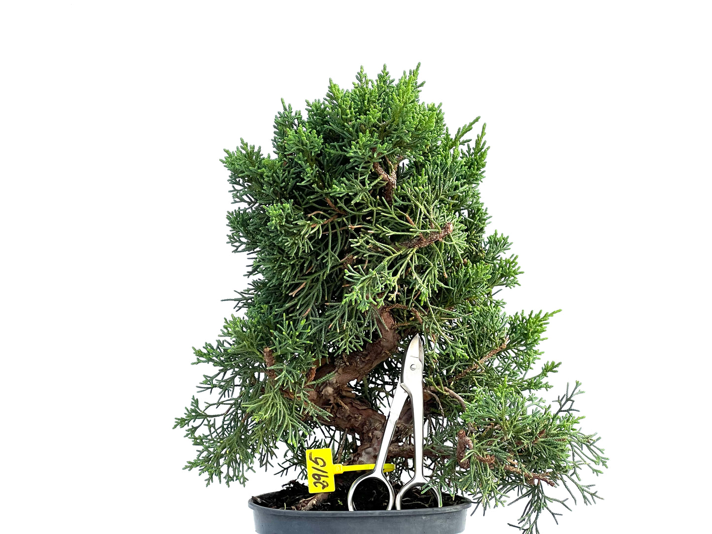 Juniperus Chinensis Kyushu 2915