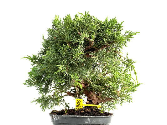 Juniperus Chinensis Kyushu 2906