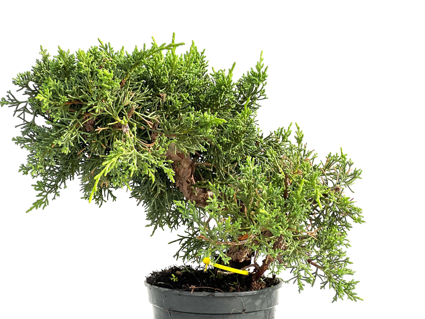 Juniperus Chinensis Kyushu 2906