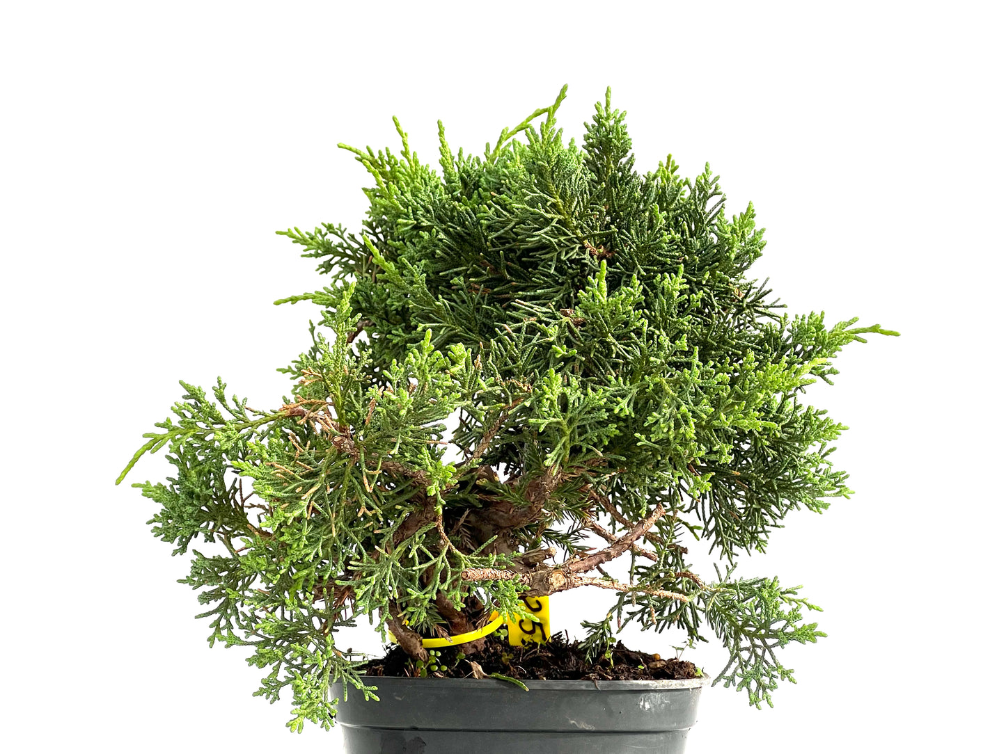 Juniperus Chinensis Kyushu 2906