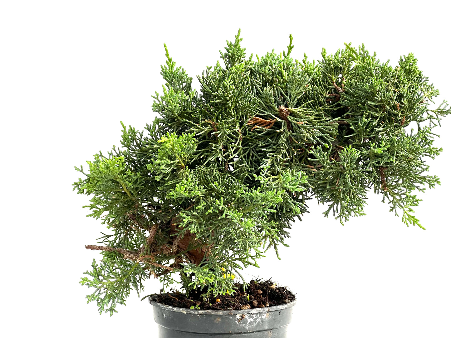 Juniperus Chinensis Kyushu 2906