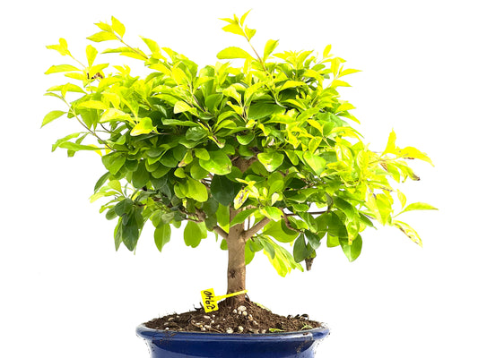 Durantha Repens Aurea 2940