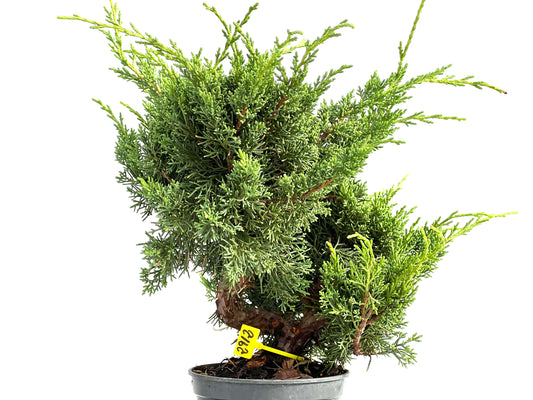 Juniperus Chinensis Kyushu 2912