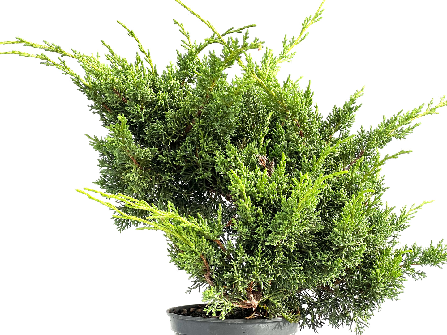 Juniperus Chinensis Kyushu 2912