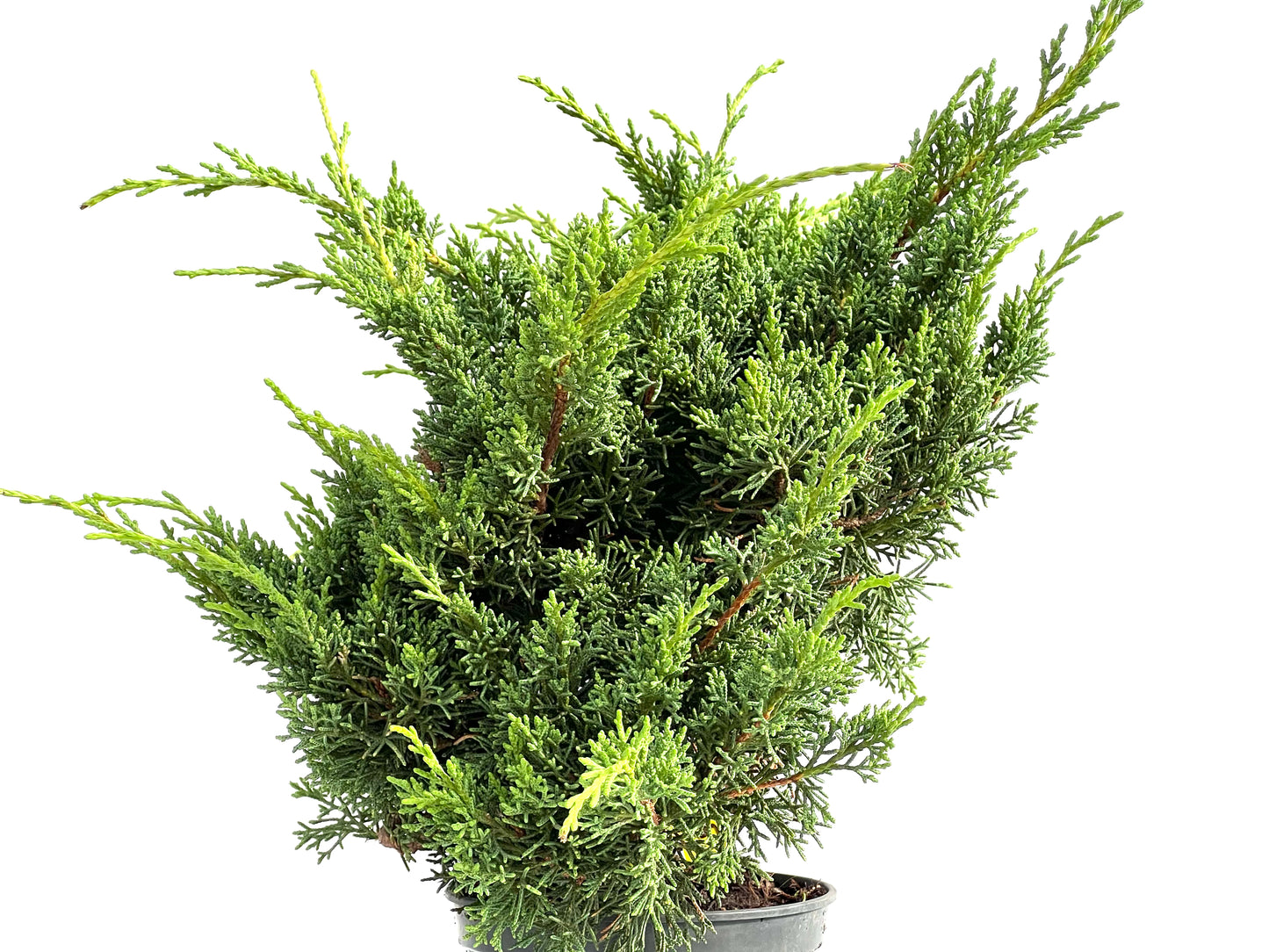 Juniperus Chinensis Kyushu 2912
