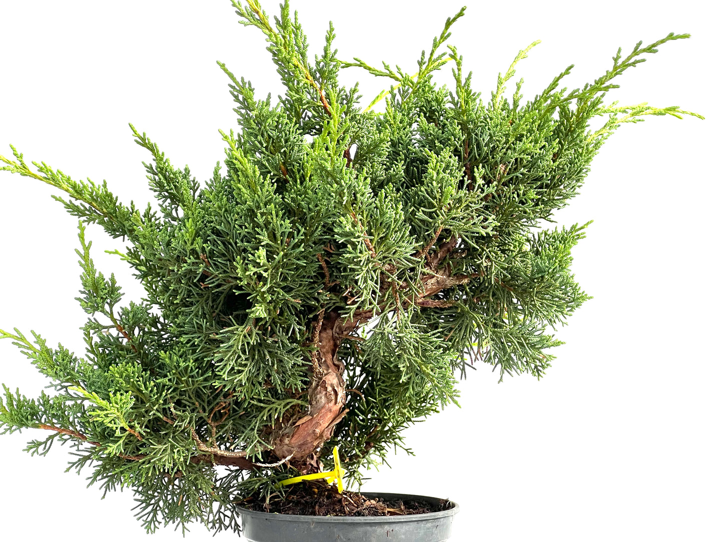 Juniperus Chinensis Kyushu 2912