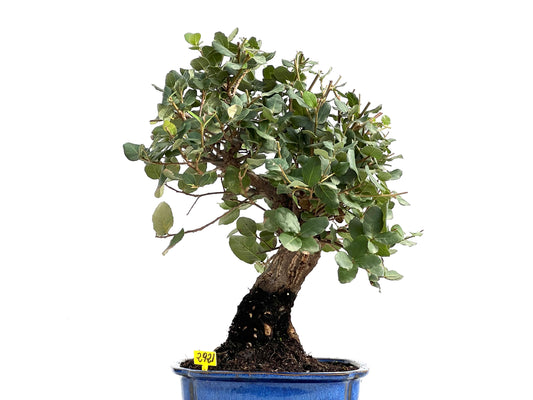Quercus Suber 2921