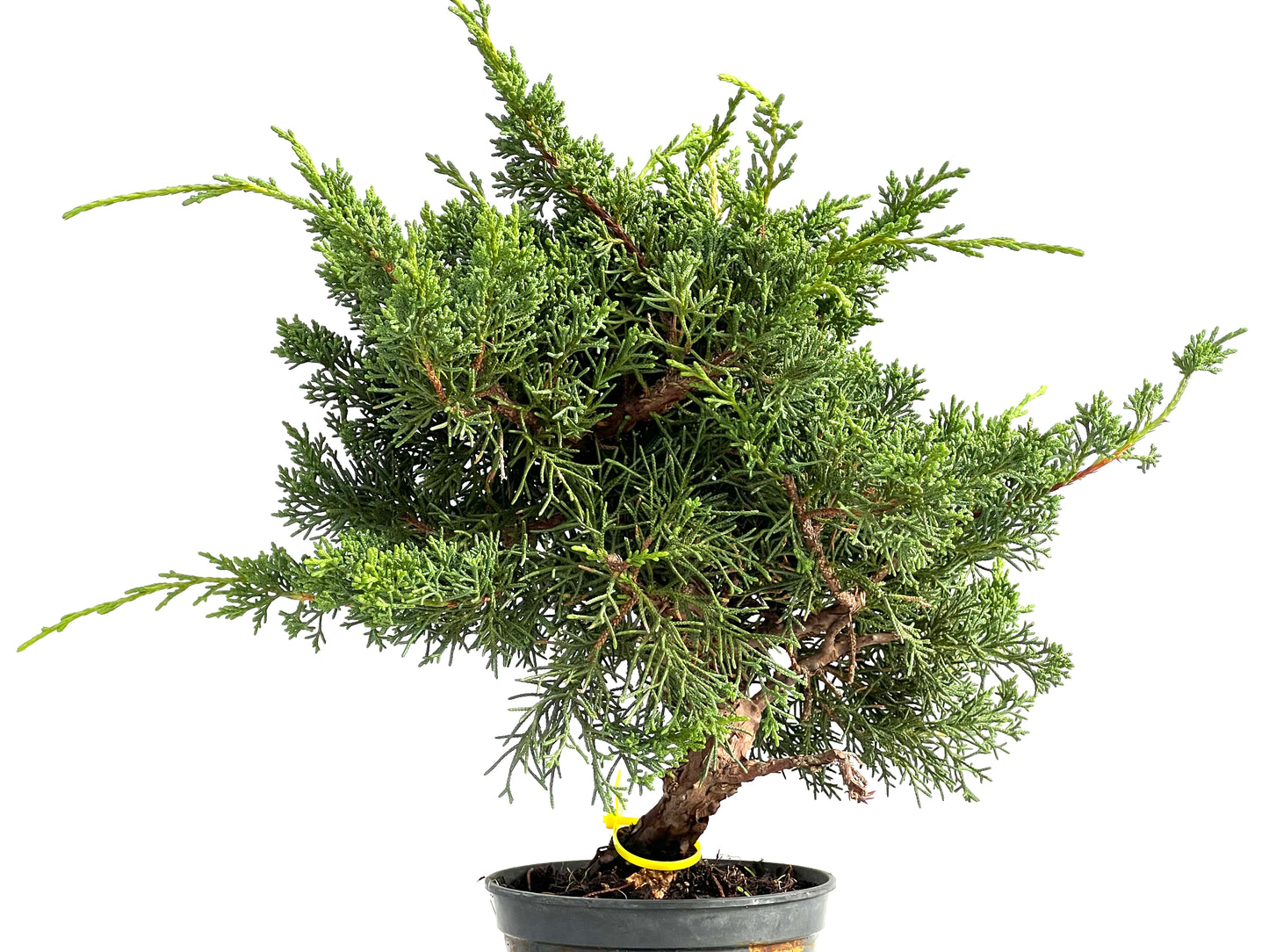 Juniperus Chinensis Kyushu 2919