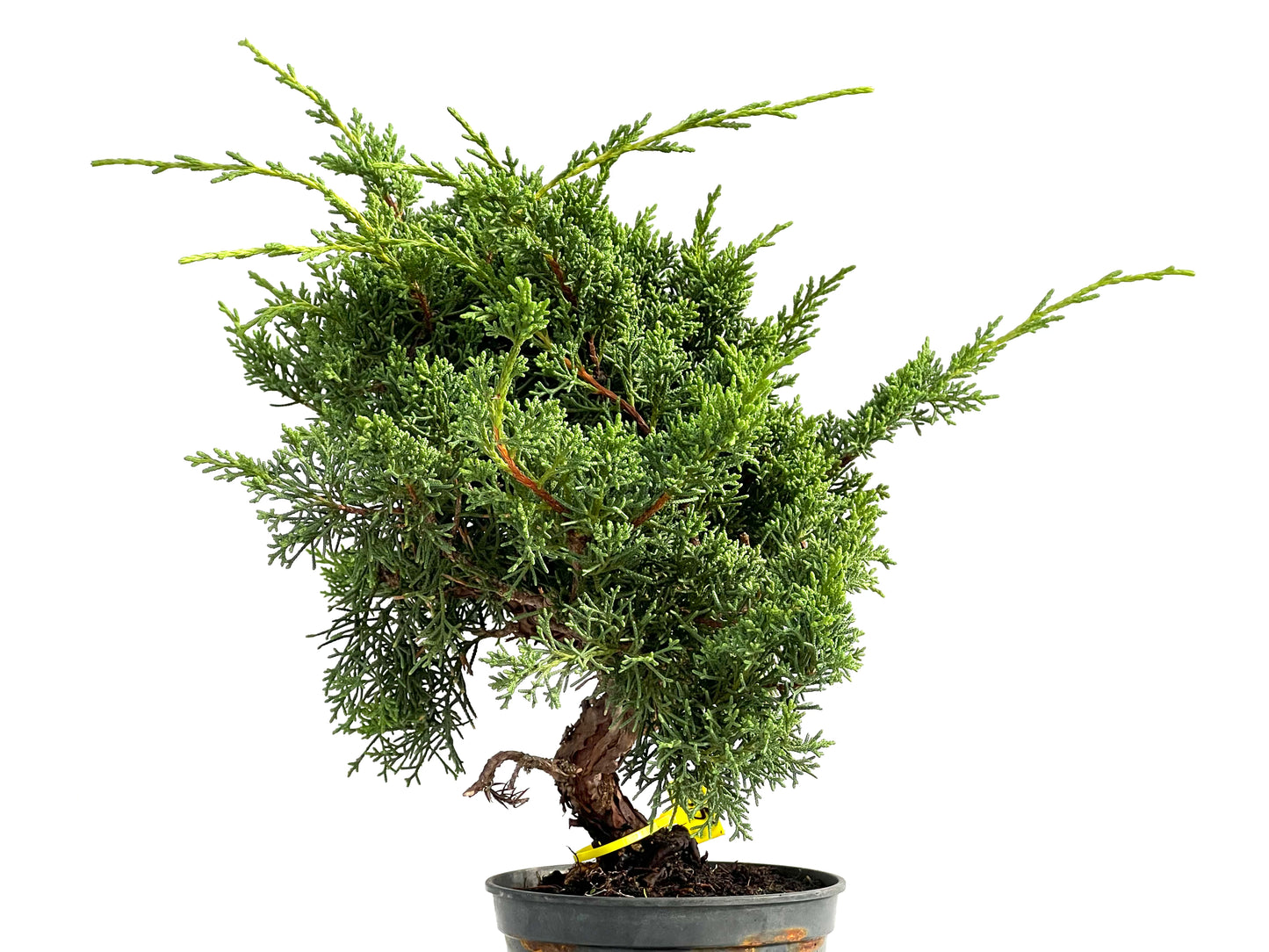 Juniperus Chinensis Kyushu 2919