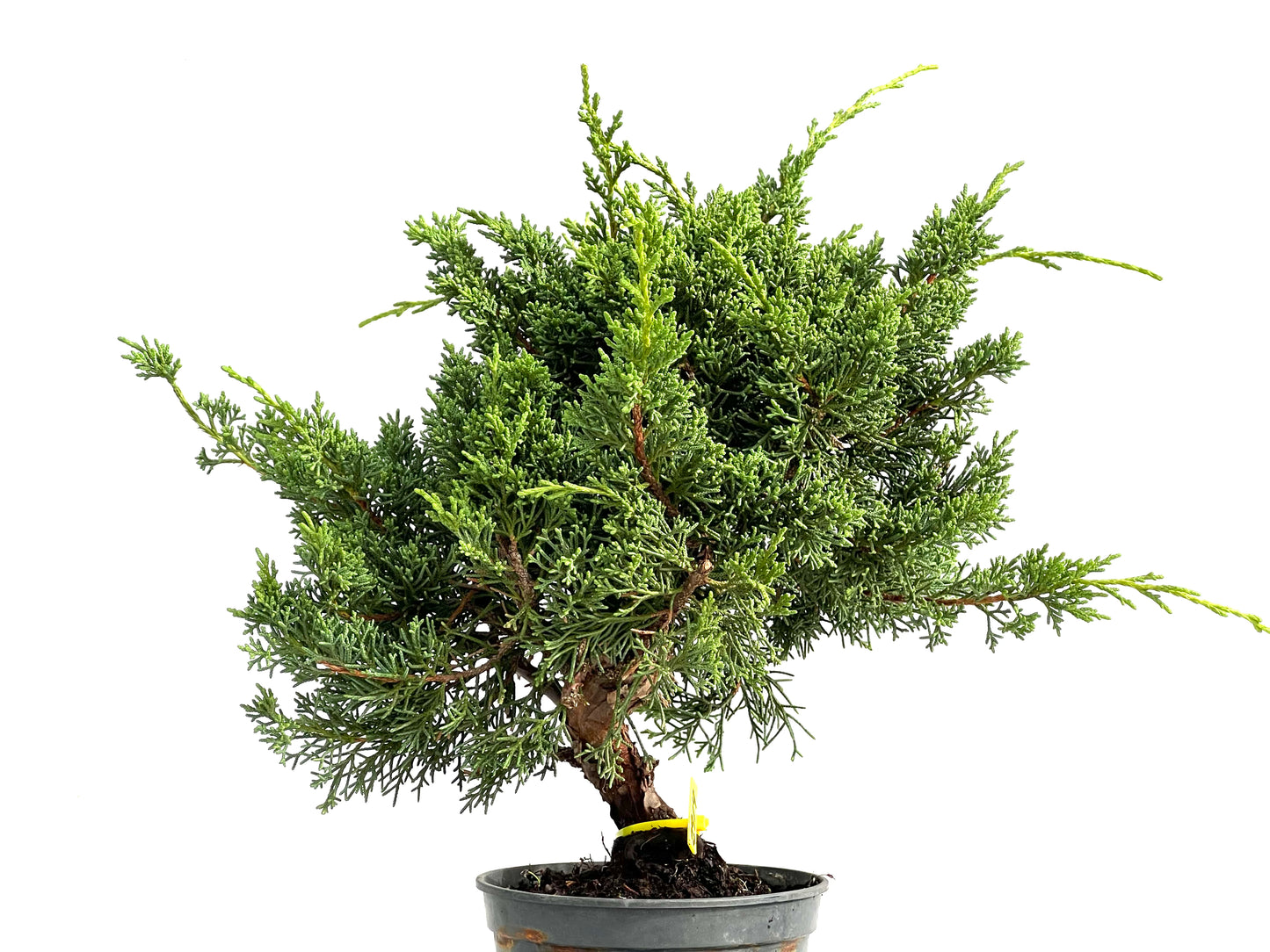 Juniperus Chinensis Kyushu 2919