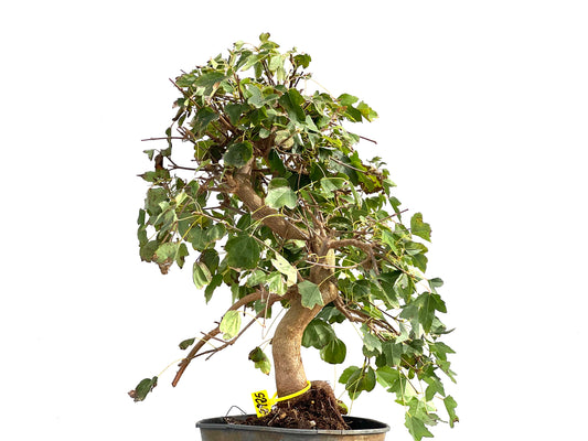 Acer Burgerianum 2925