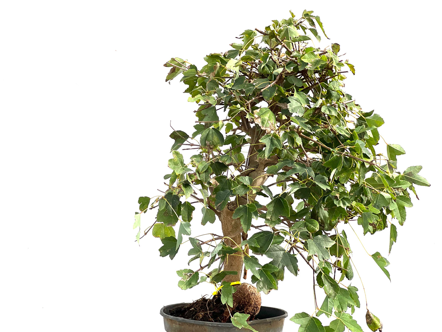 Acer Burgerianum 2925