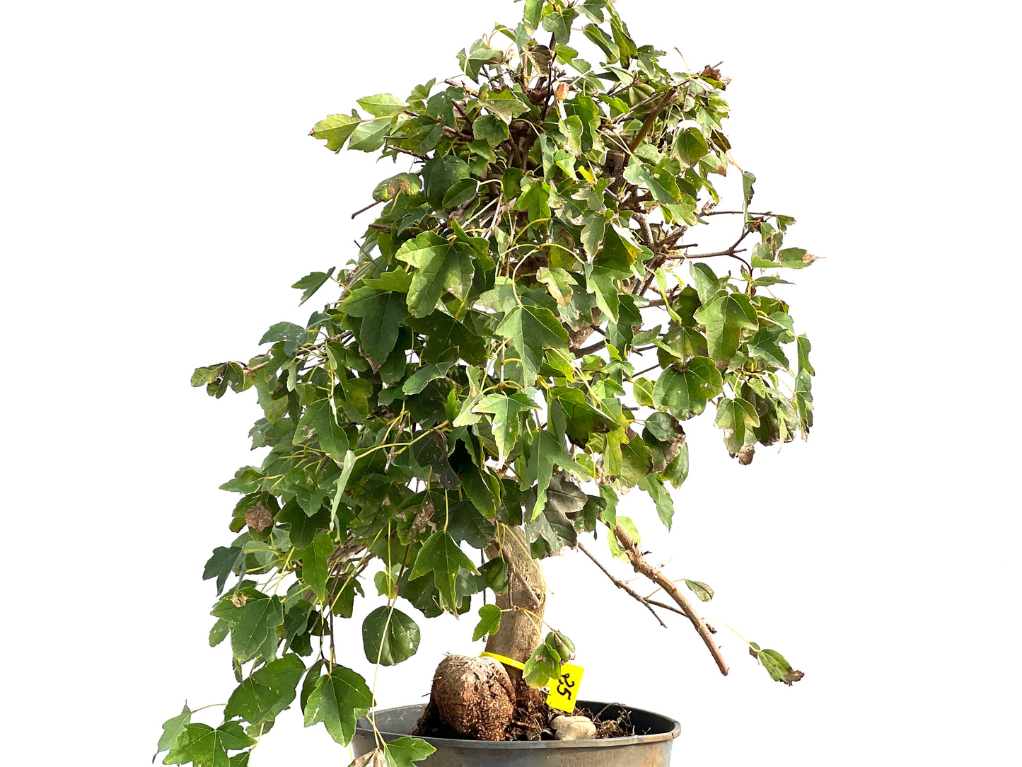 Acer Burgerianum 2925