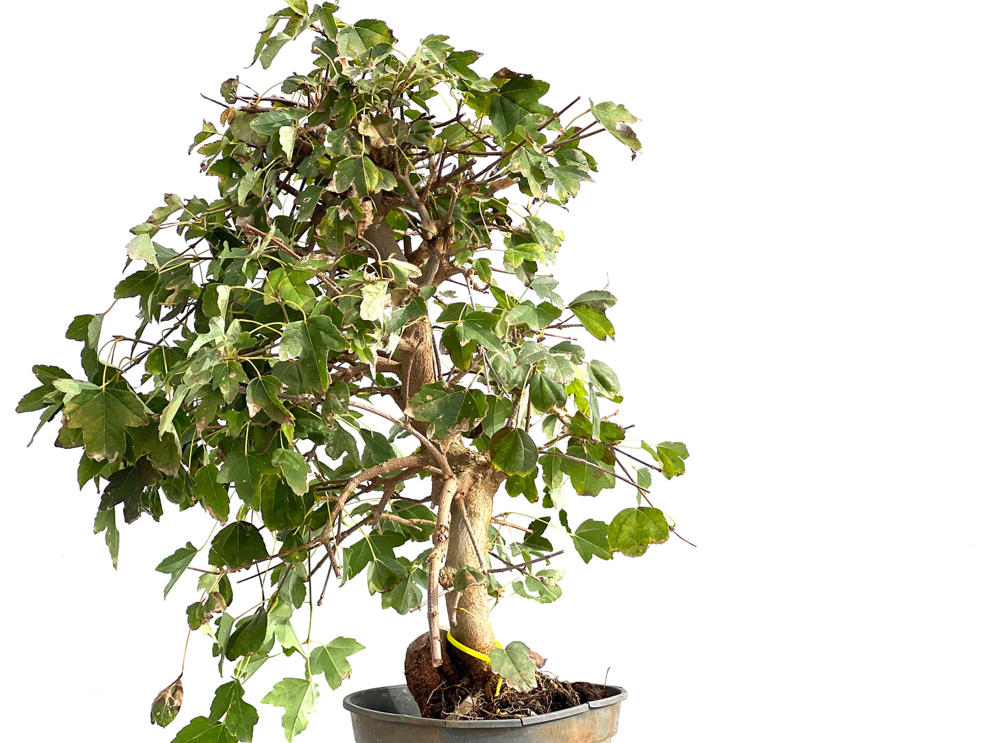 Acer Burgerianum 2925