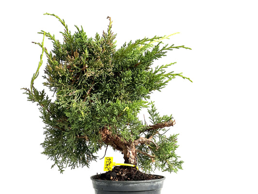 Juniperus Chinensis Kyushu 2920