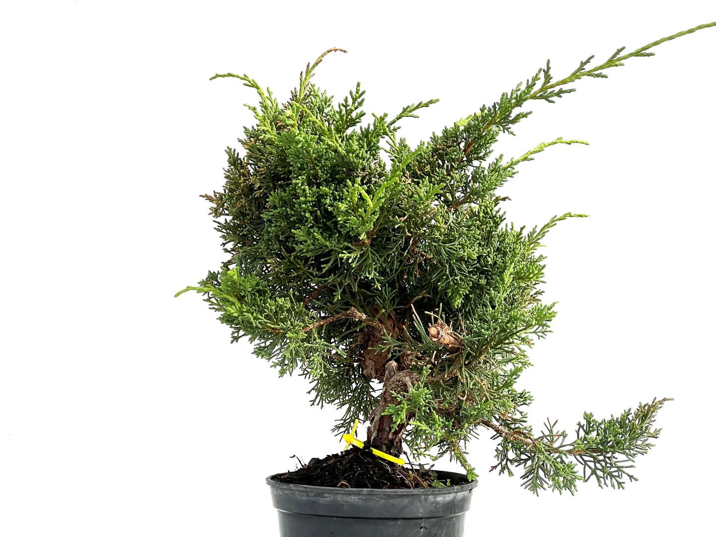 Juniperus Chinensis Kyushu 2920