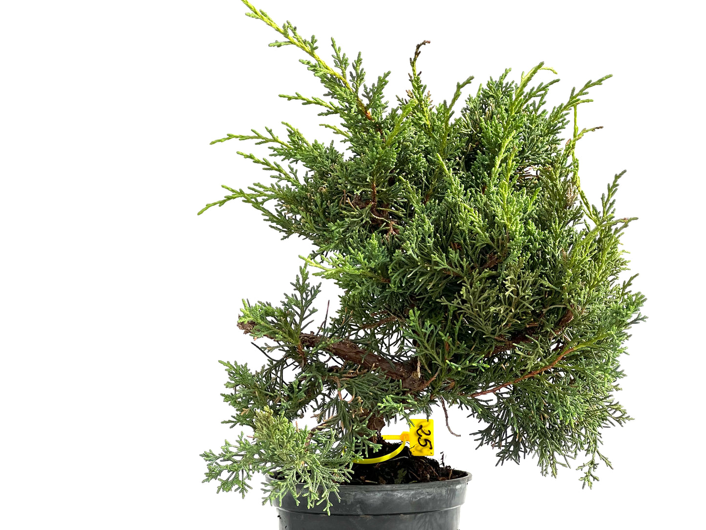 Juniperus Chinensis Kyushu 2920