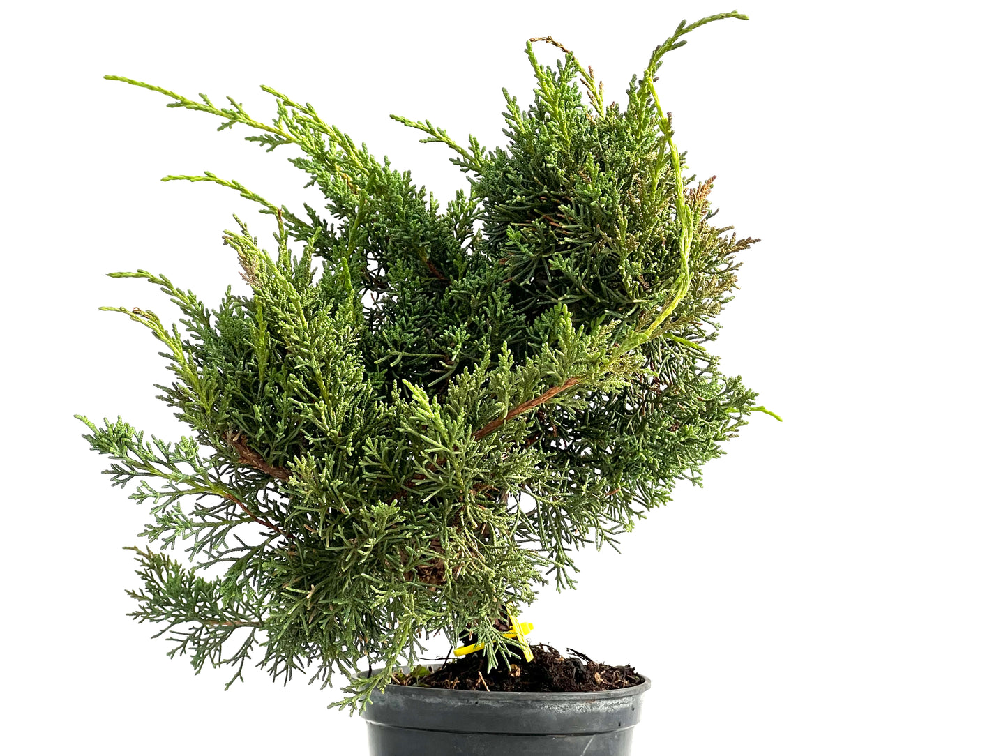 Juniperus Chinensis Kyushu 2920