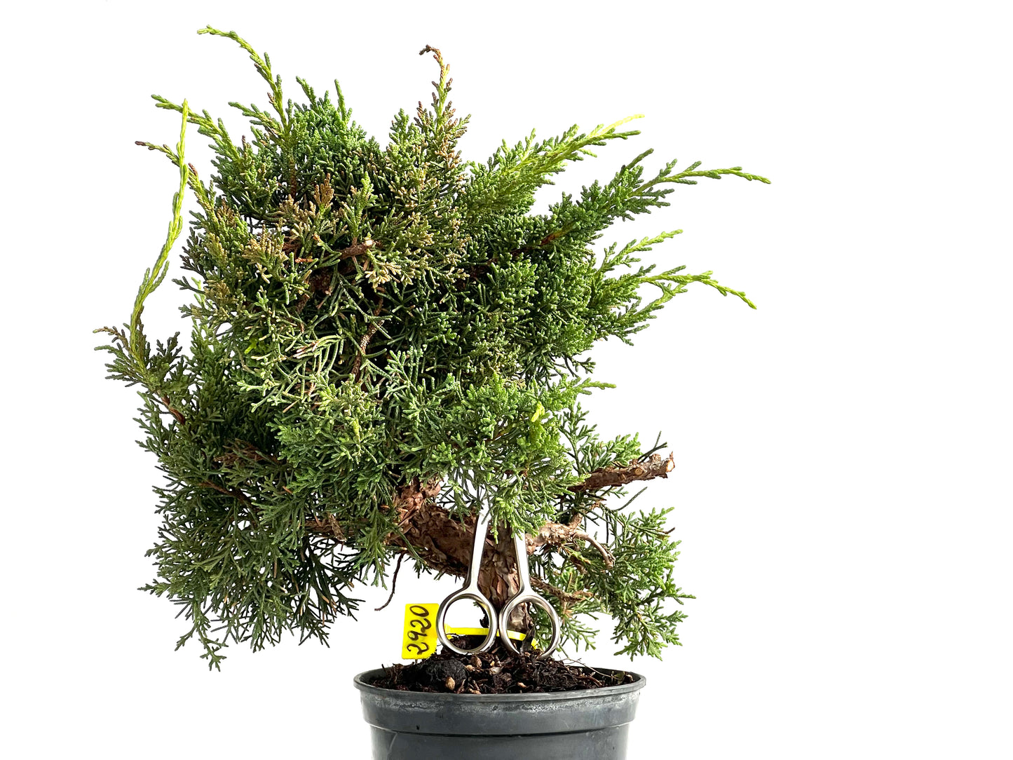 Juniperus Chinensis Kyushu 2920