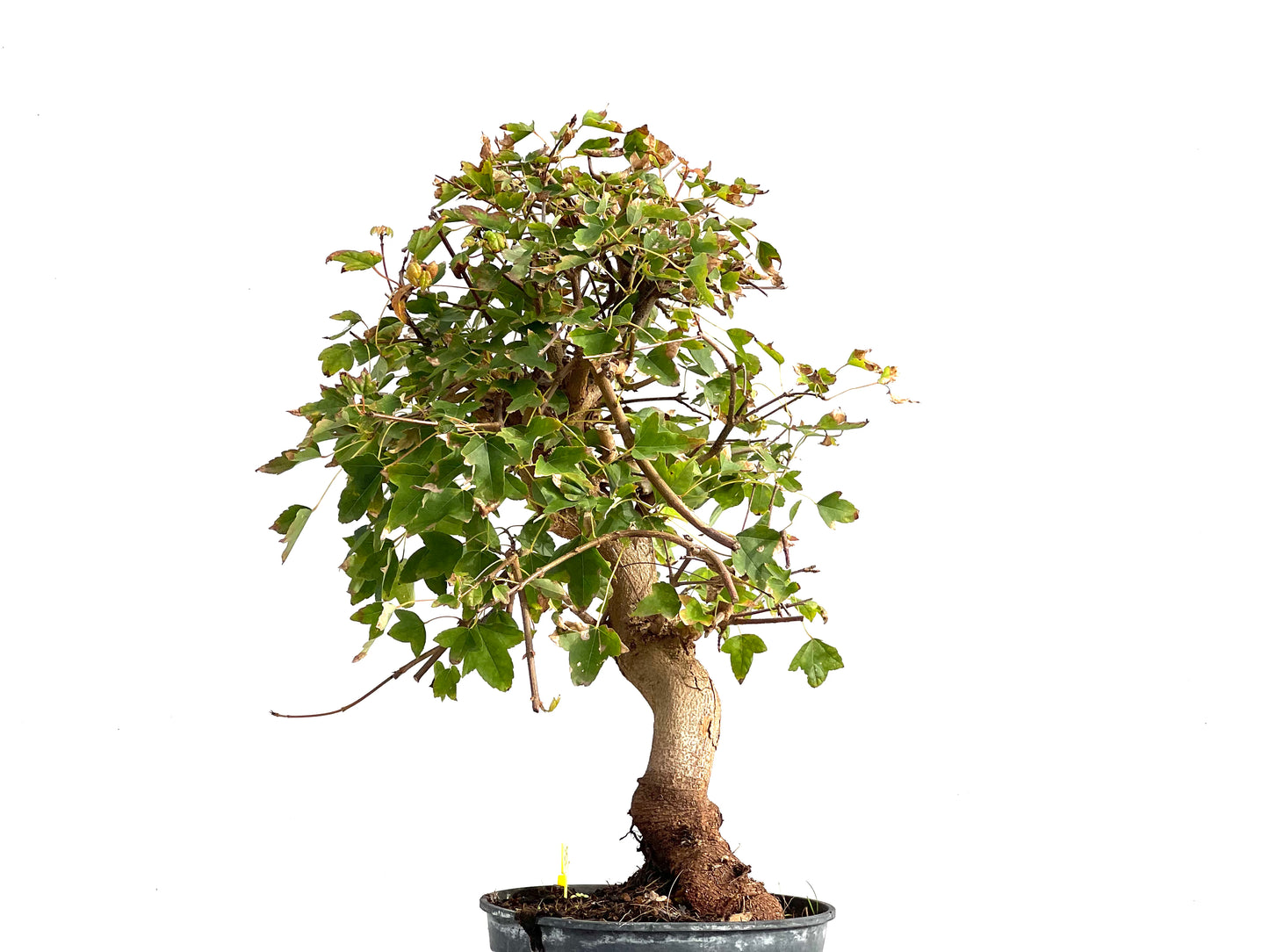 Acer Burgerianum 2922