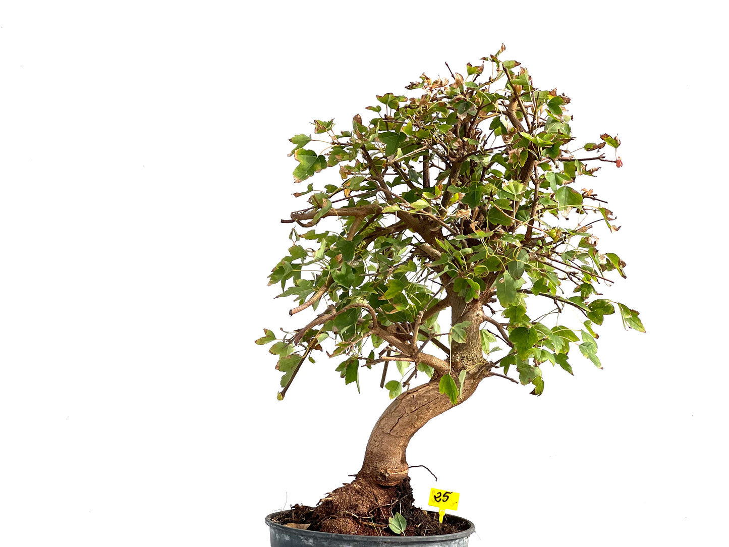 Acer Burgerianum 2922