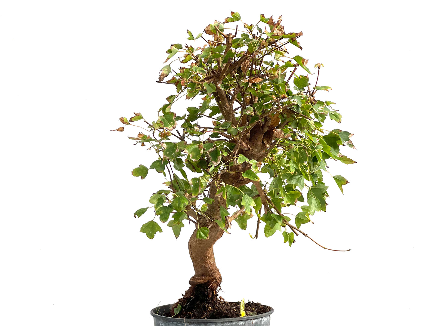Acer Burgerianum 2922