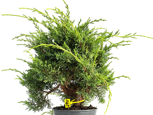 Juniperus Chinensis Kyushu 2941