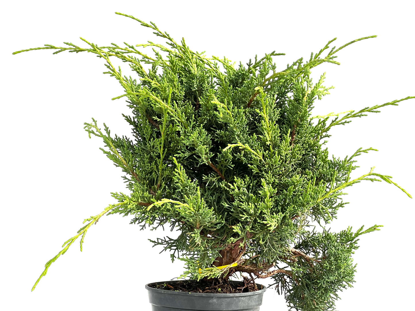 Juniperus Chinensis Kyushu 2941
