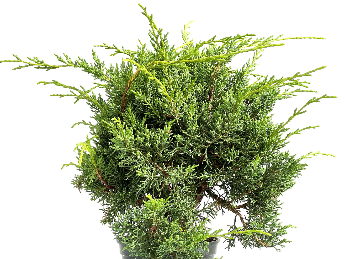 Juniperus Chinensis Kyushu 2941