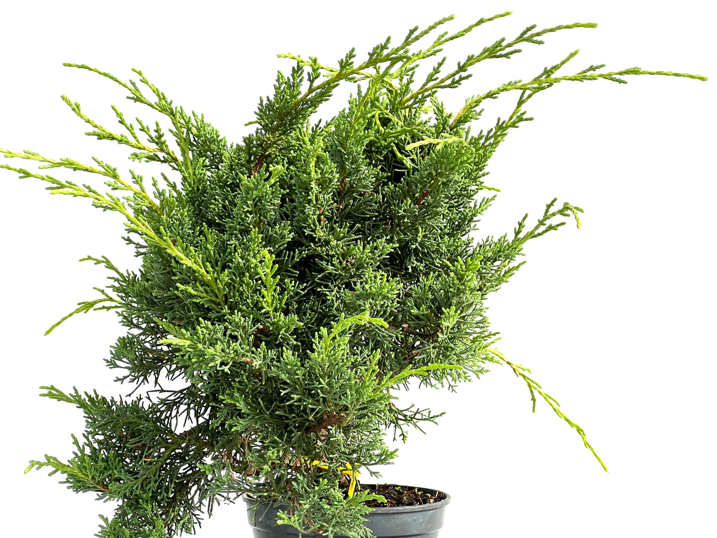 Juniperus Chinensis Kyushu 2941