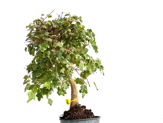 Acer Burgerianum 2923