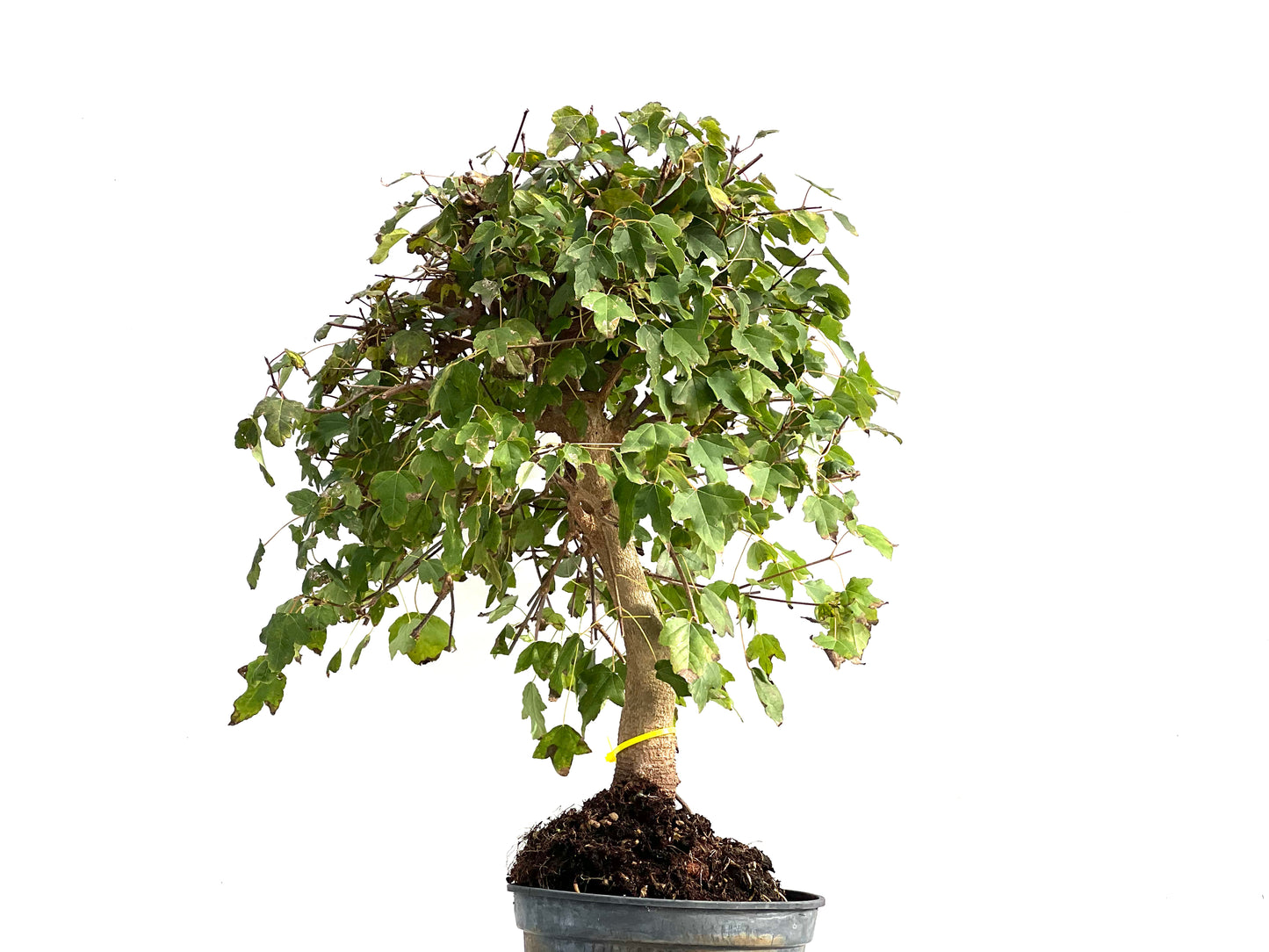 Acer Burgerianum 2923