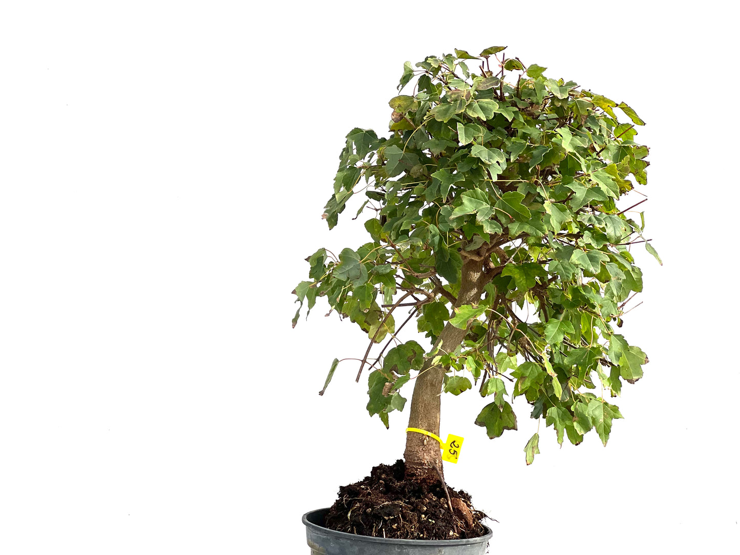 Acer Burgerianum 2923