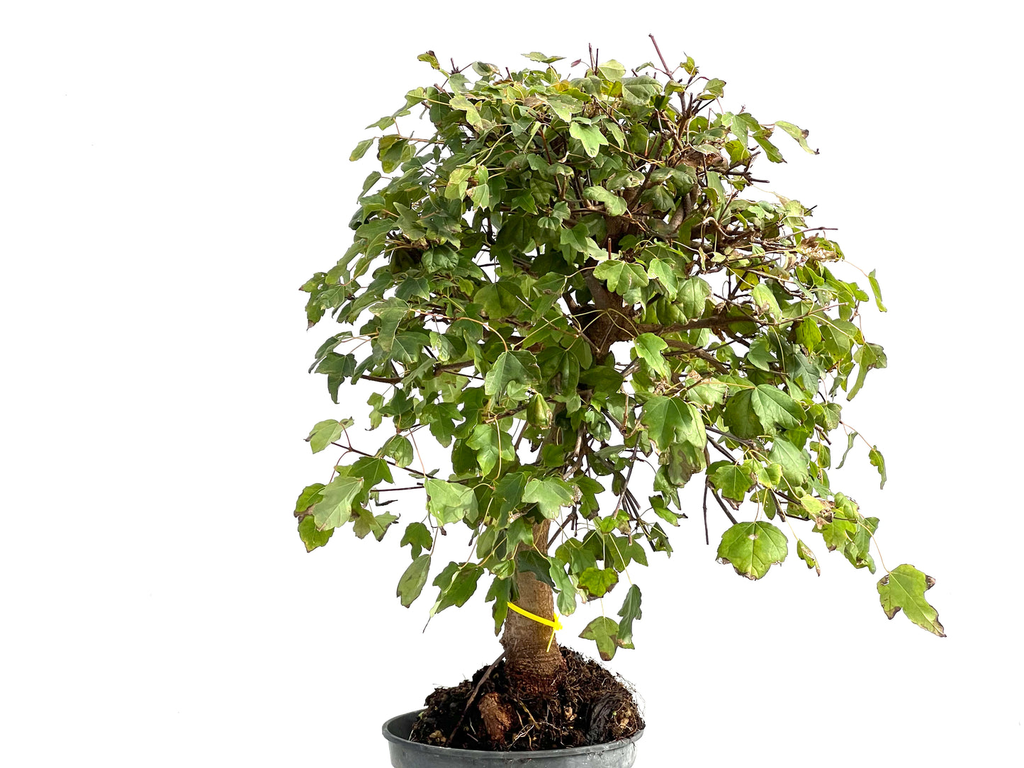 Acer Burgerianum 2923